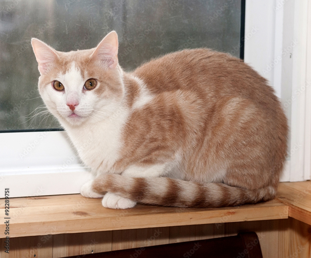 Red and white cat sitting on windowsill Red and white cat sitting on windowsill