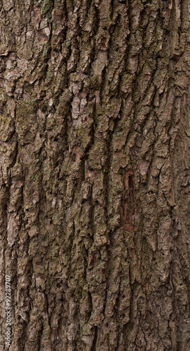 Fototapeta Naklejka Na Ścianę i Meble -  Texture of old tree bark covered with moss