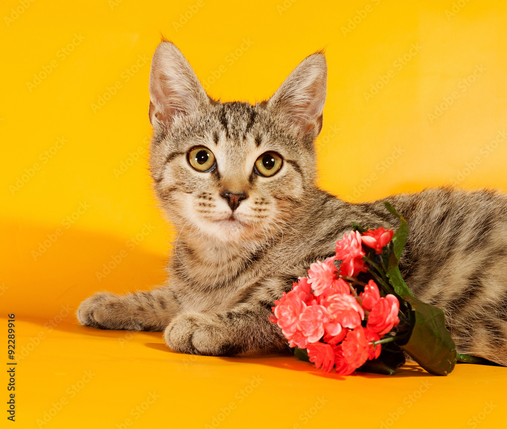 Naklejka premium Striped kitten with bouquet of flowers lying on yellow