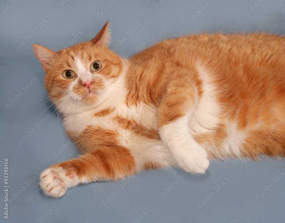 Thick red and white cat lying on blue