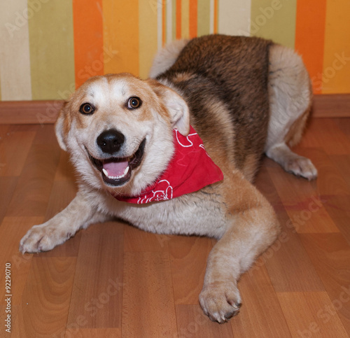 Red dog in bandanna lying on floor