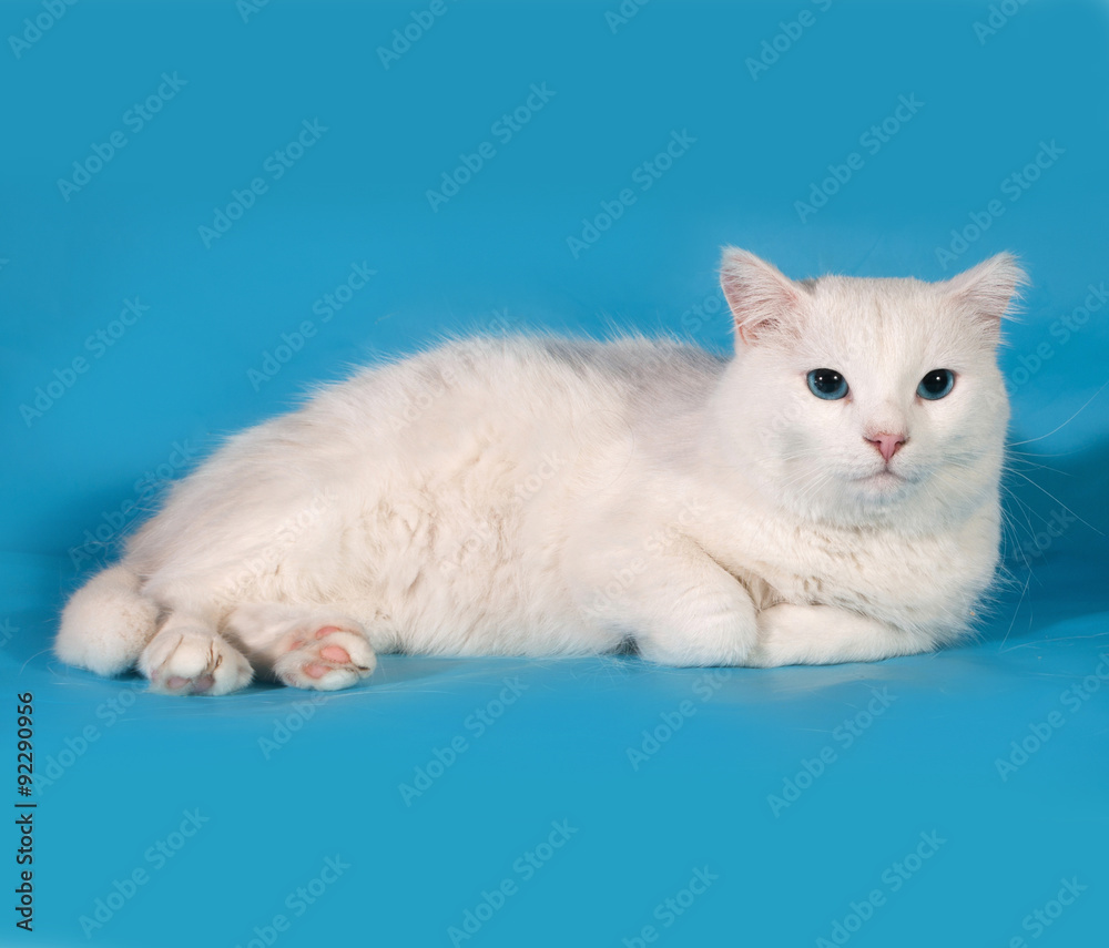 White cat with blue eyes lies on blue