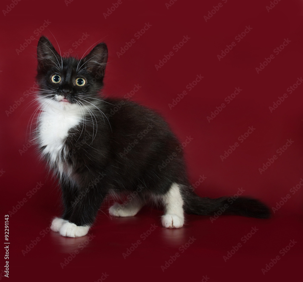 Black and white fluffy kitten sitting on burgundy