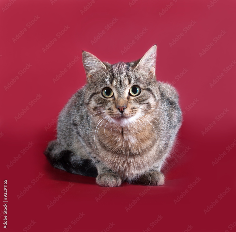 Obraz premium Tabby cat sitting on burgundy