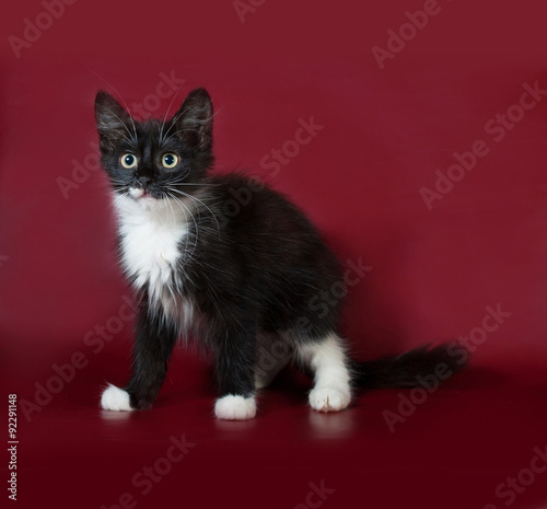 Black and white fluffy kitten standing on burgundy
