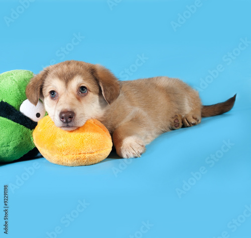 Yellow puppy lying on blue