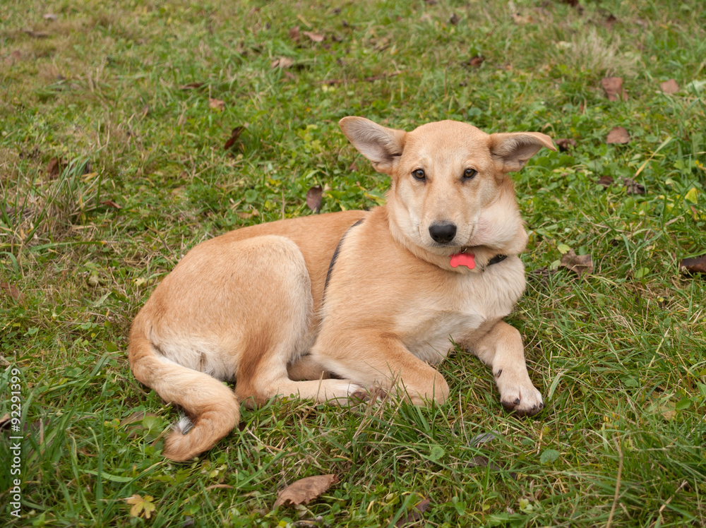 Small yellow dog collar sitting on grass and leaves