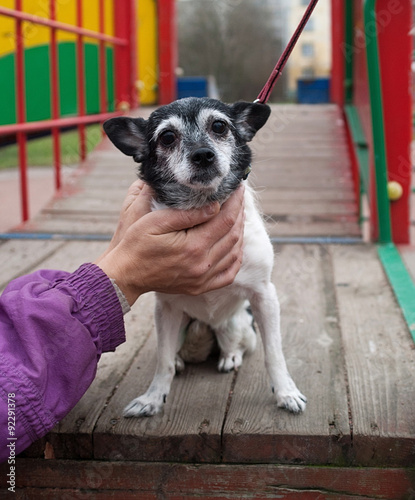 Fototapeta Naklejka Na Ścianę i Meble -  Small gray old dog sitting on playground