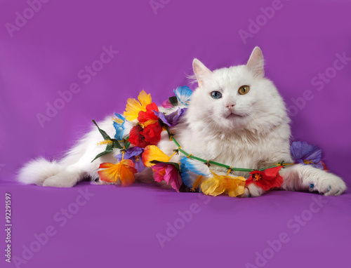 White cat with blue and yellow eyes lying on purple with garland