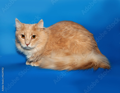 Red fluffy cat lies on blue