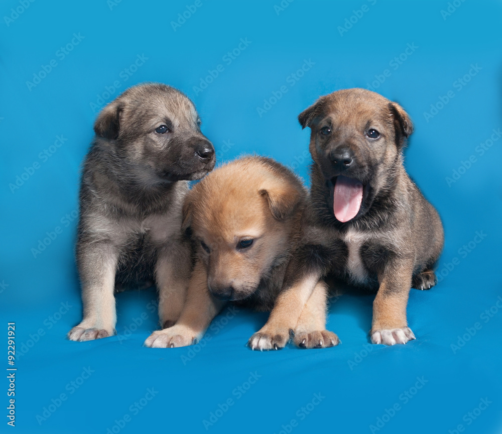 Three little gray puppy sitting on blue