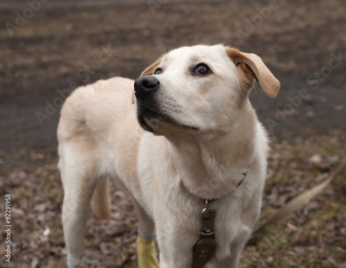 White dog standing outdoors