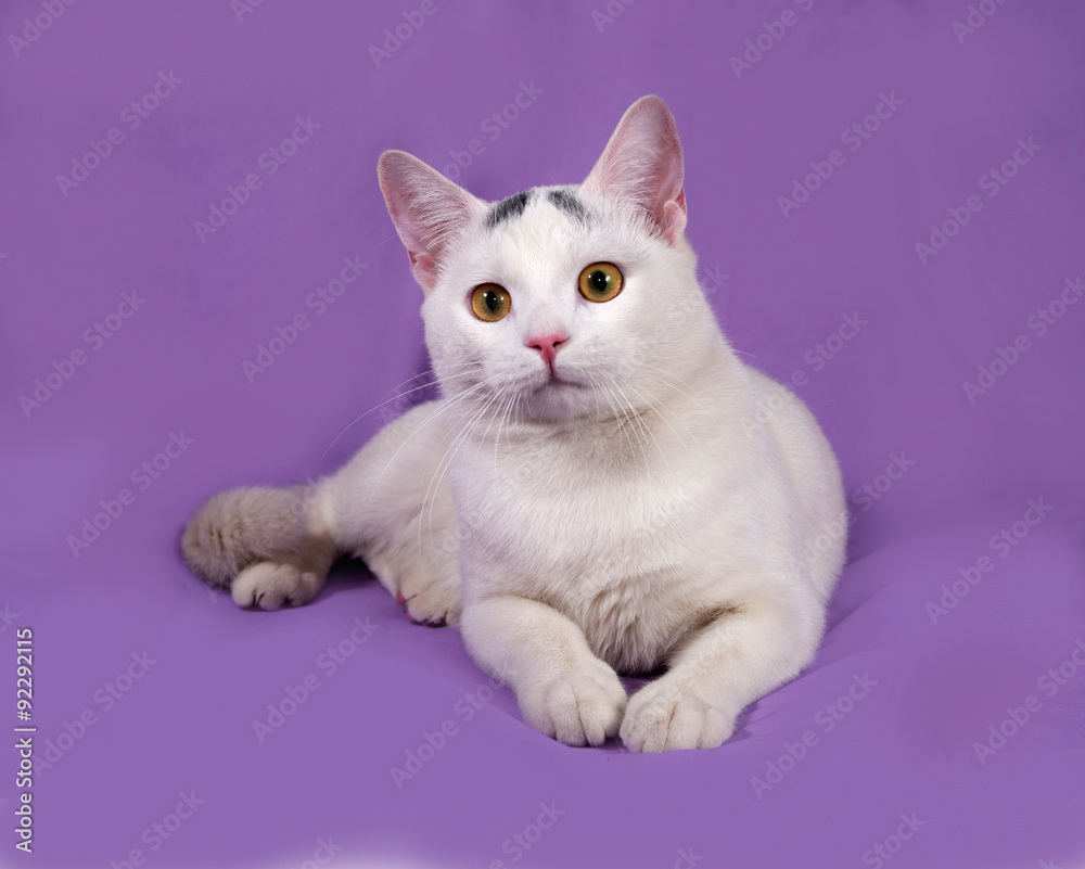 White cat with gray spots lies on lilac