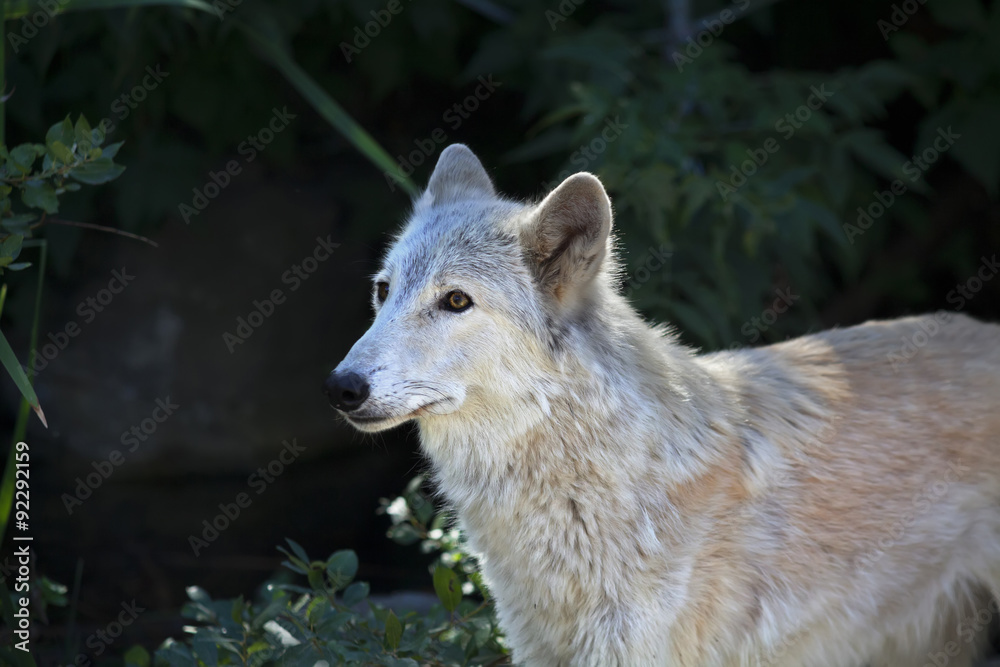 Side portrait of an alert polar wolf female with yellow eyes on shadowy forest background. Cute animal, but dangerous beast of the severe Arctic.