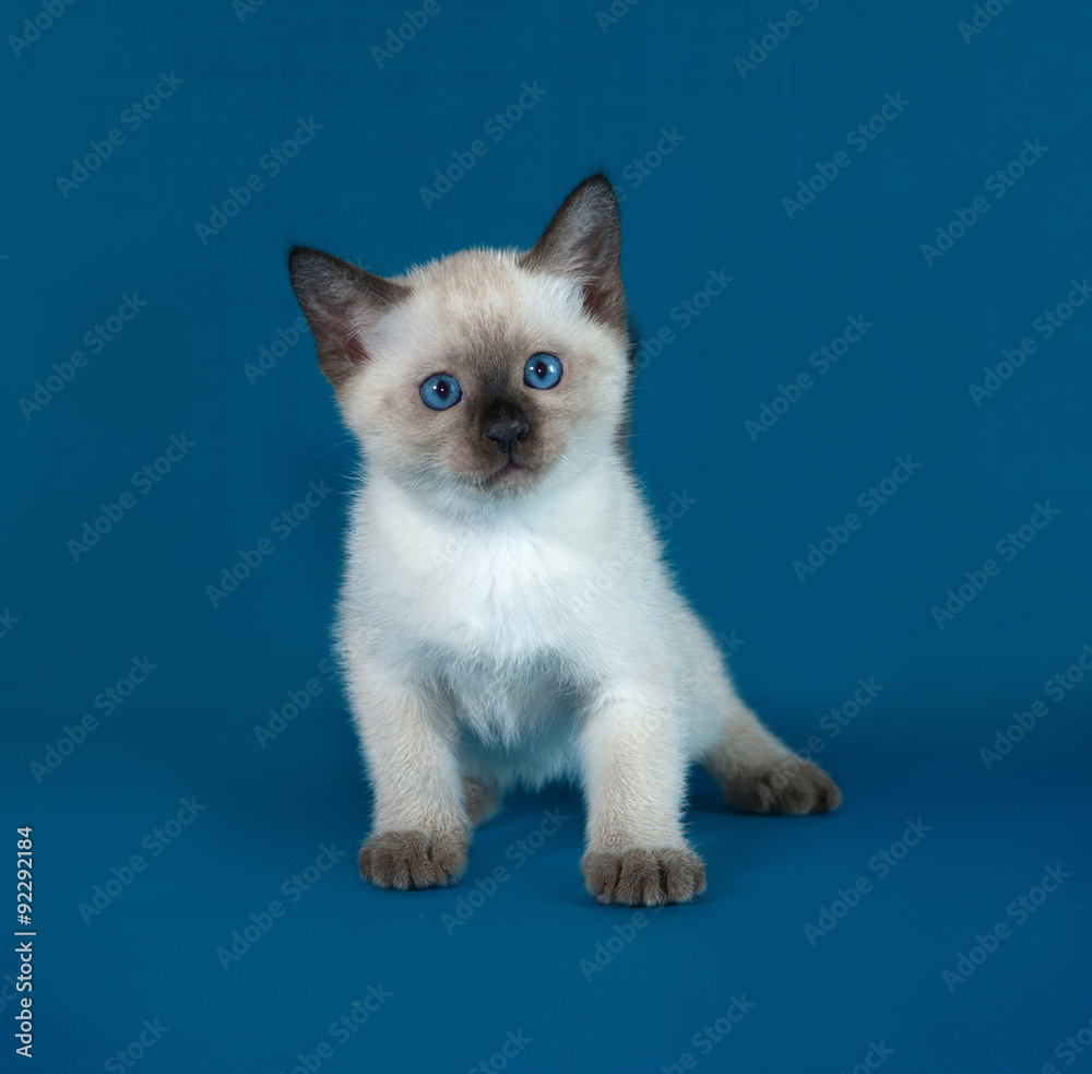 Thai white kitten standing on blue