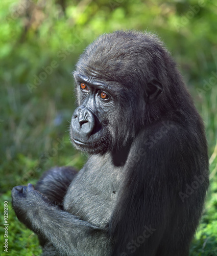 Side face portrait of a young gorilla male on green background. The little great ape is going to be the most mighty and biggest monkey of the primate world. Wild beauty of the nature. Square image.