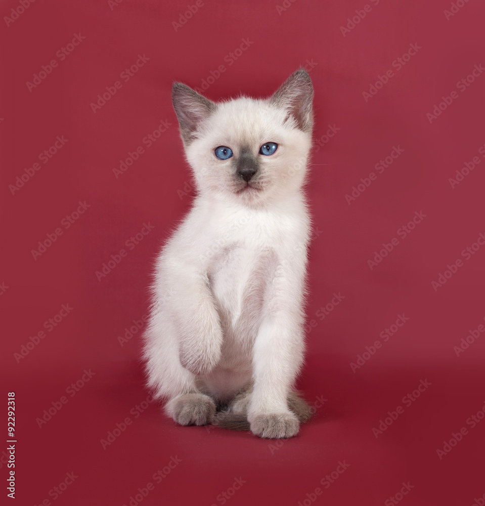 Thai white kitten sitting on red