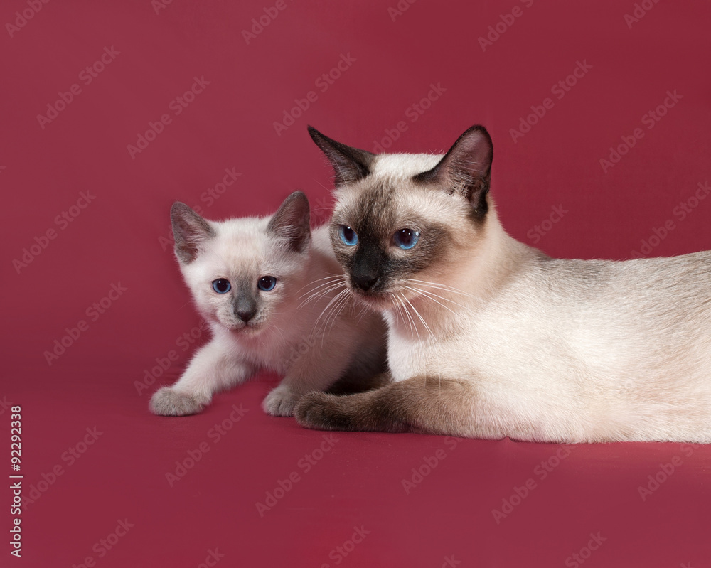 Thai cat and kitten lying on red