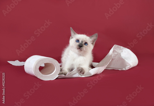 Thai white kitten playing with toilet paper on red