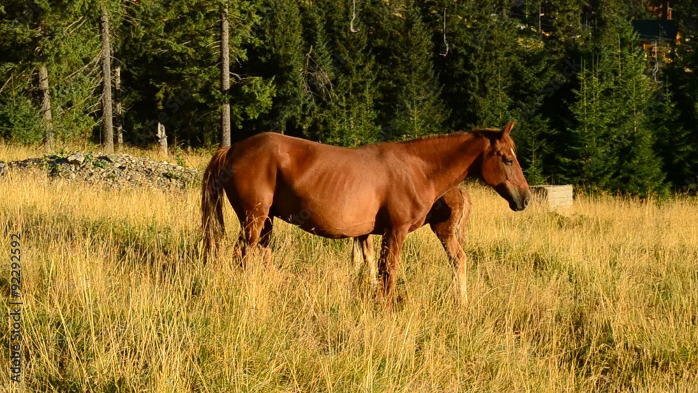 Brown mare frees a foal on pasture in late summer in mountains Brown mare frees a foal on pasture in late summer in mountains