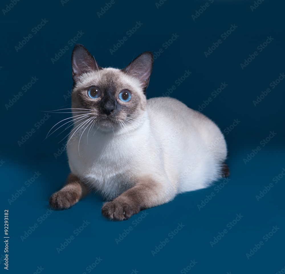 Thai cat lies on blue
