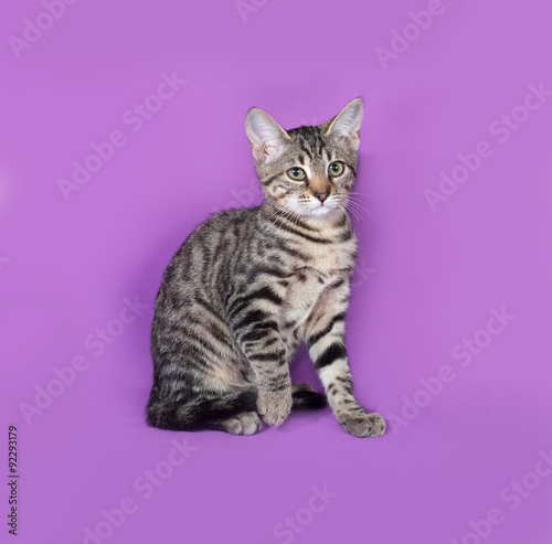 Fototapeta Naklejka Na Ścianę i Meble -  Small striped kitten sitting on lilac