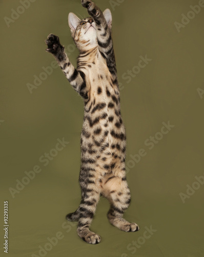 Small striped kitten standing on green © Hanna Darzy