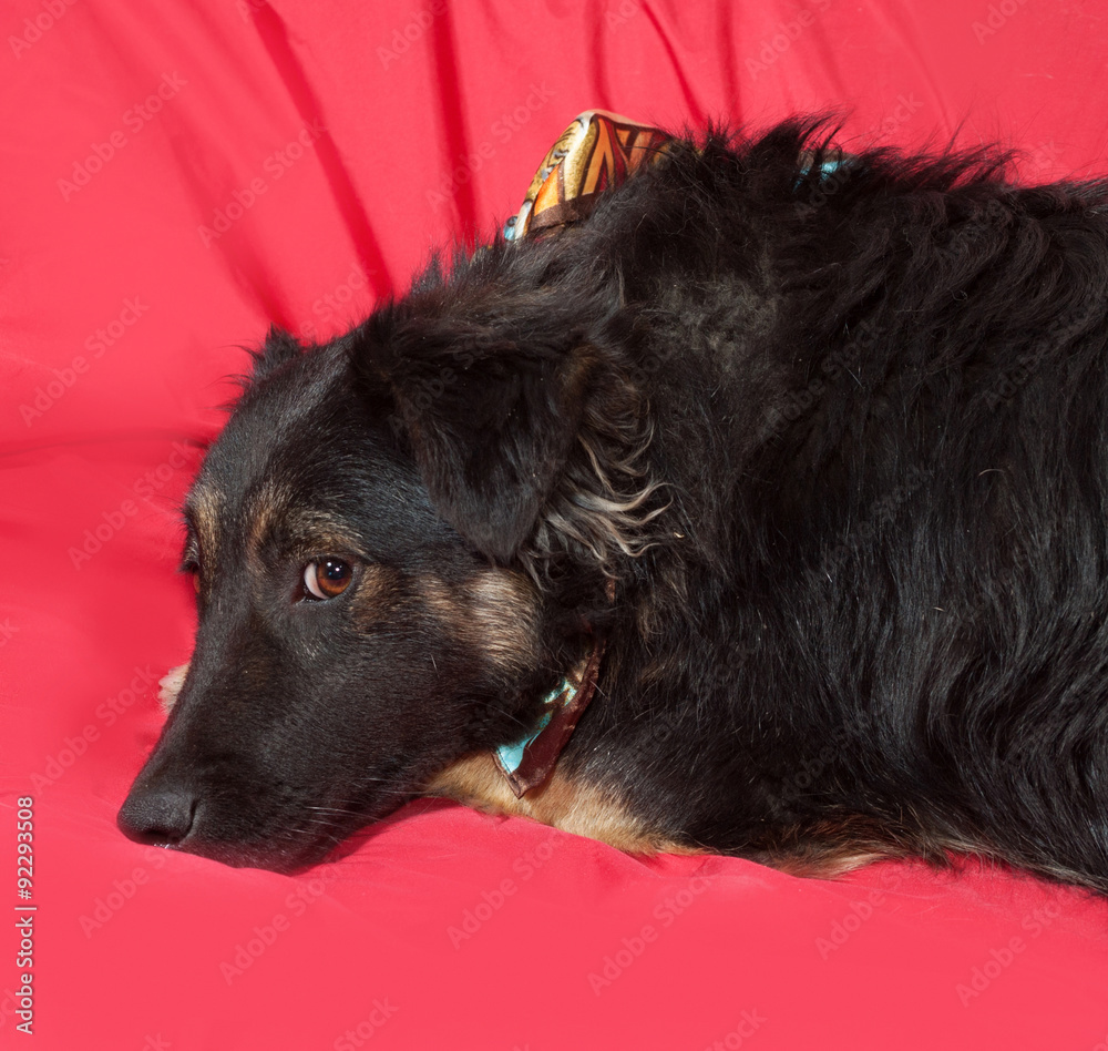 Black dog in colorful bandanna lying on red Black dog in colorful bandanna lying on red