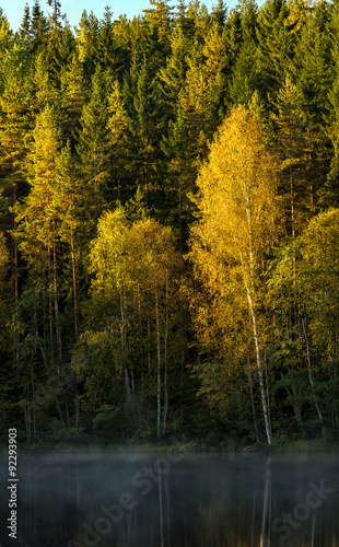 Aspen in fall color among green pine trees