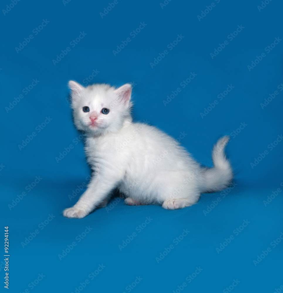 Small white kitten standing on blue