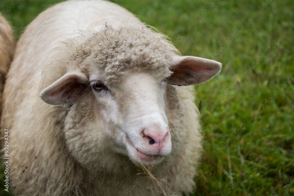 Schaf auf Wiese, nah