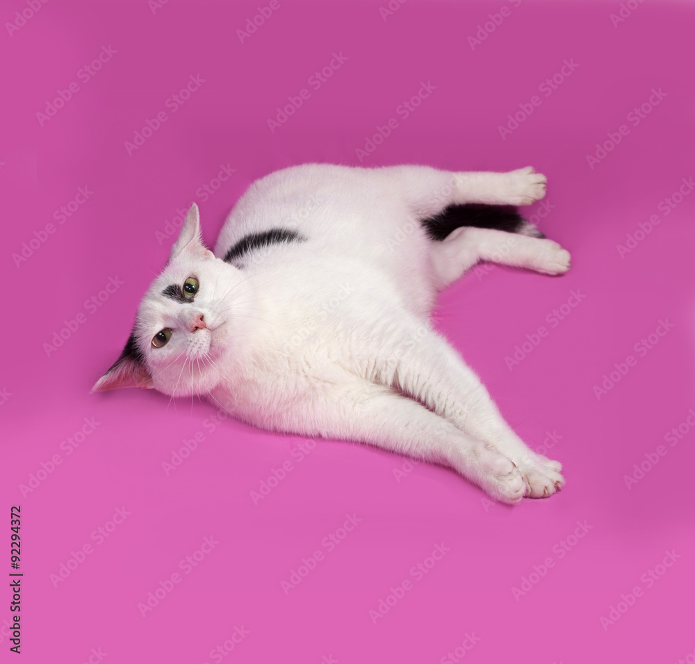 Fototapeta premium White cat with black spots lying on pink