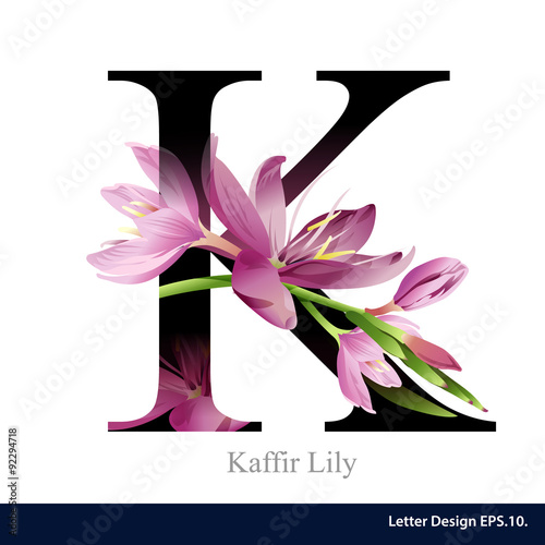 Letter K vector alphabet with kaffir lily flower. ABC concept ty