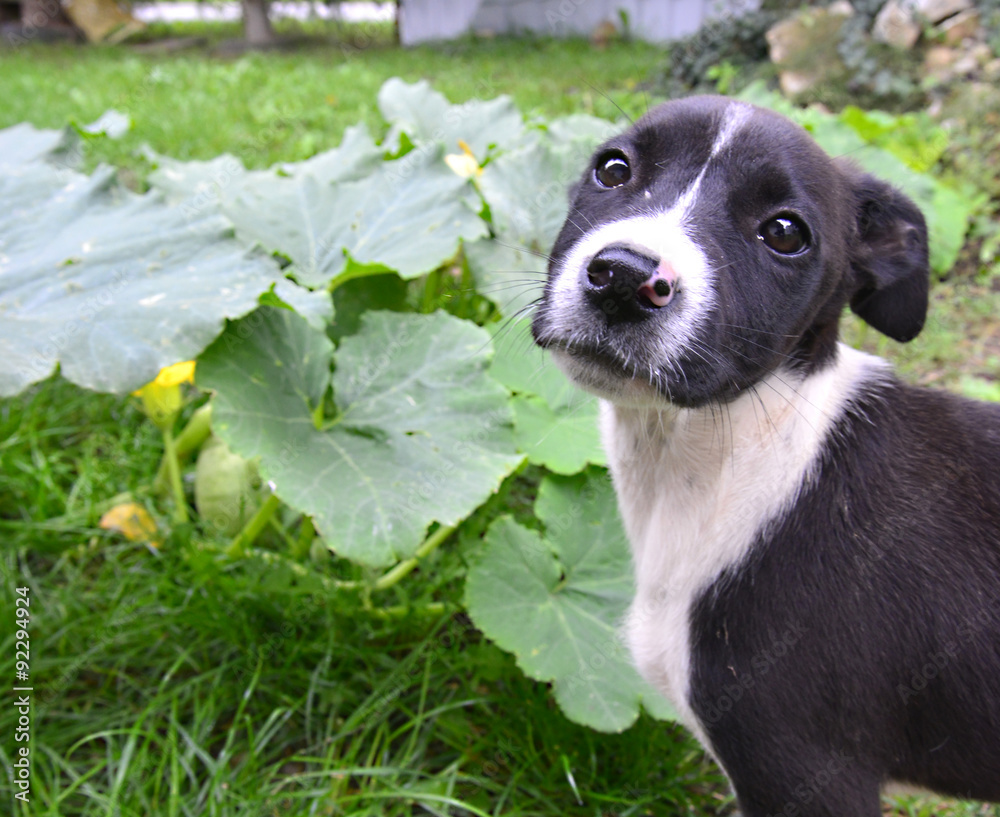 Obraz premium Picture of a cute puppy. Animal theme