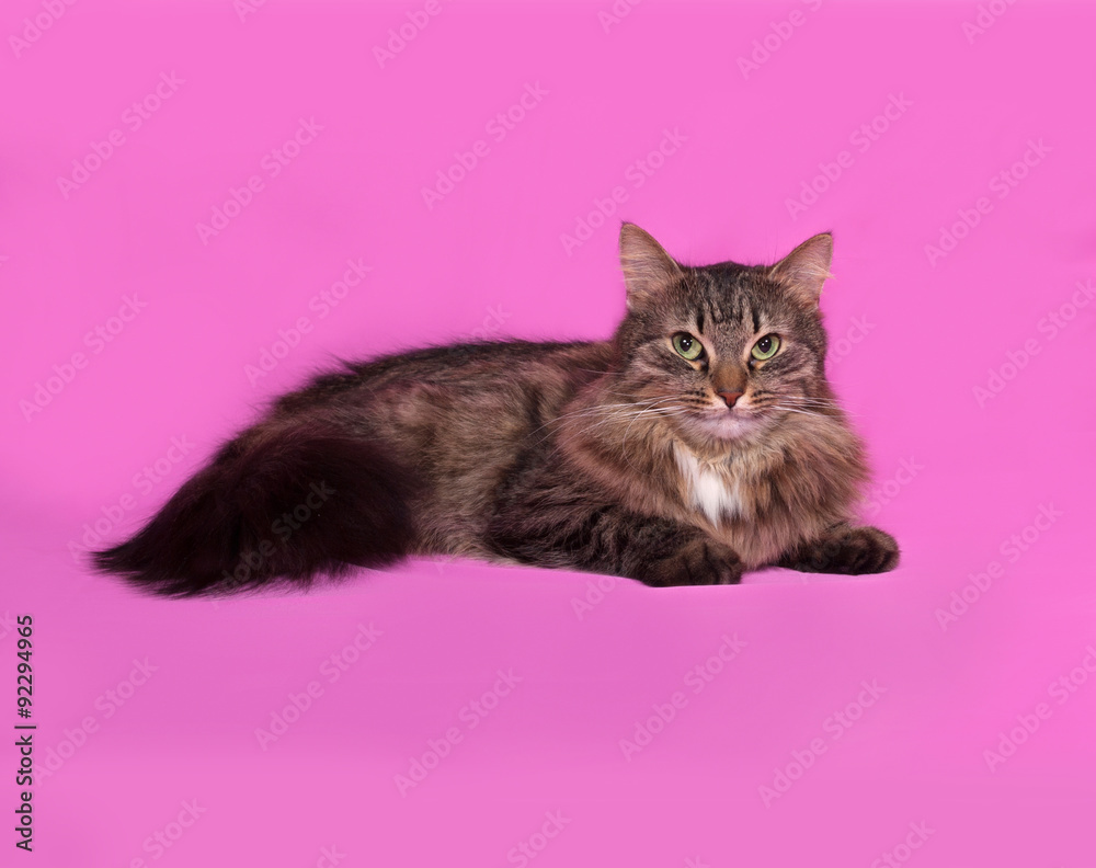 Fluffy tabby cat lies on pink