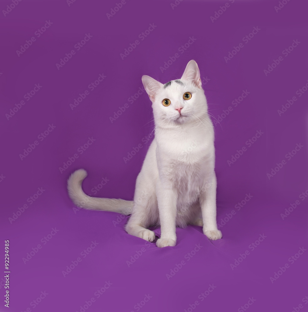 White cat with gray spots sitting on lilac
