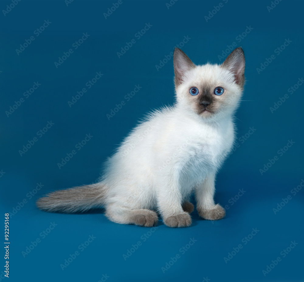 Obraz premium Thai white kitten sitting on blue