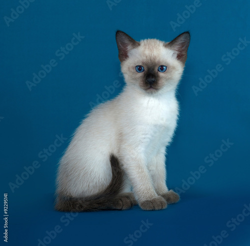 Thai white kitten sitting on blue © Hanna Darzy
