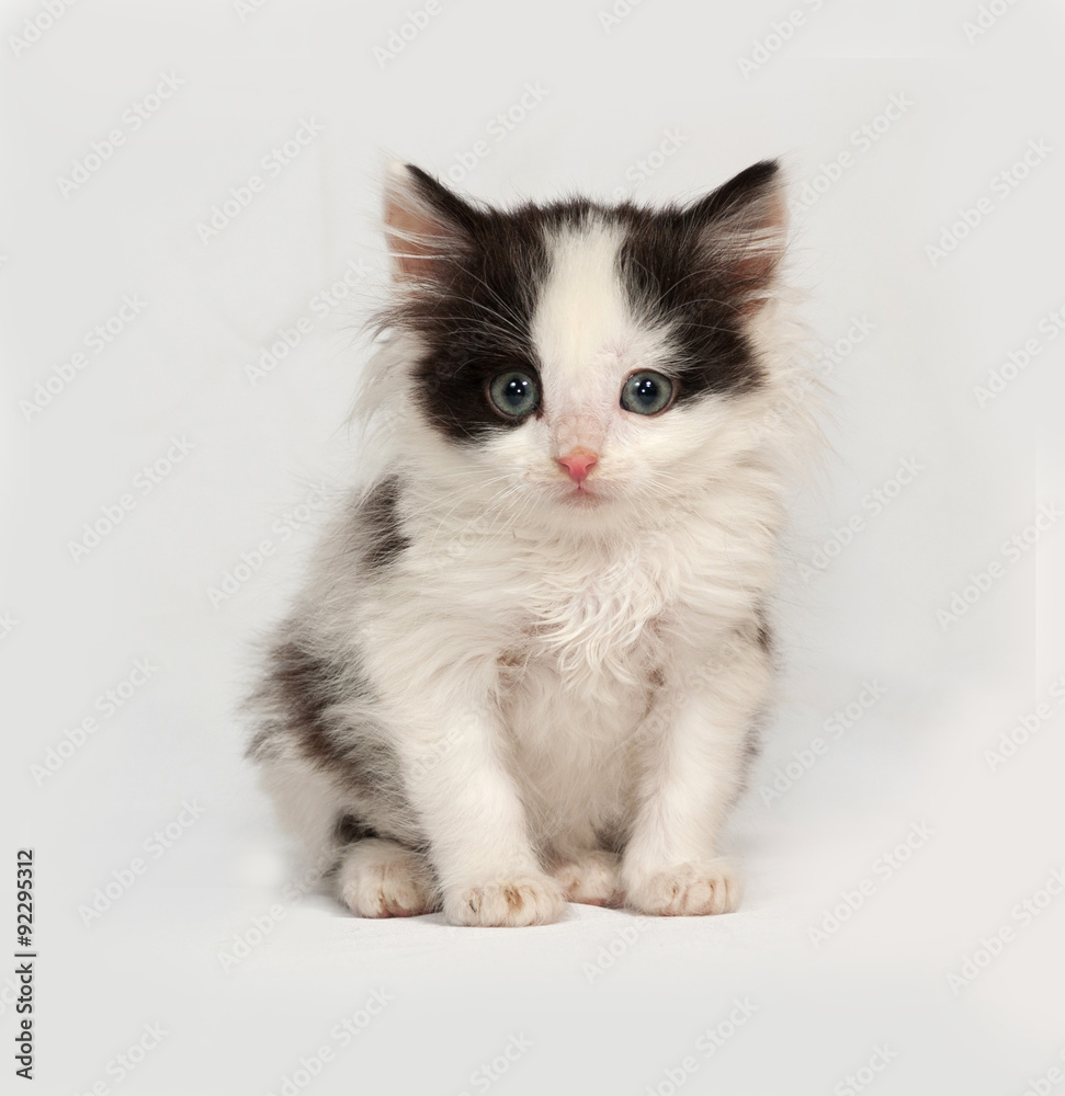 White and black fluffy kitten sitting on gray White and black fluffy kitten sitting on gray