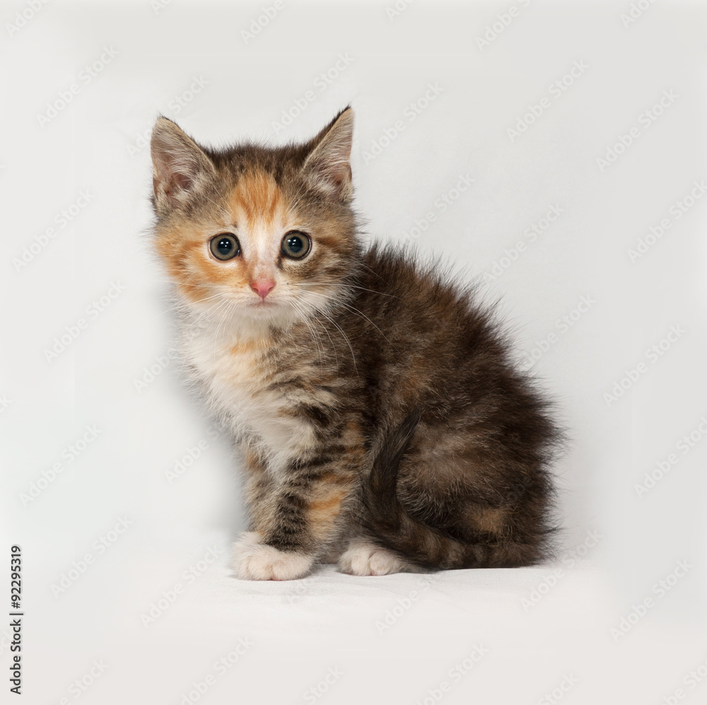 Tricolor fluffy kitten sitting on gray