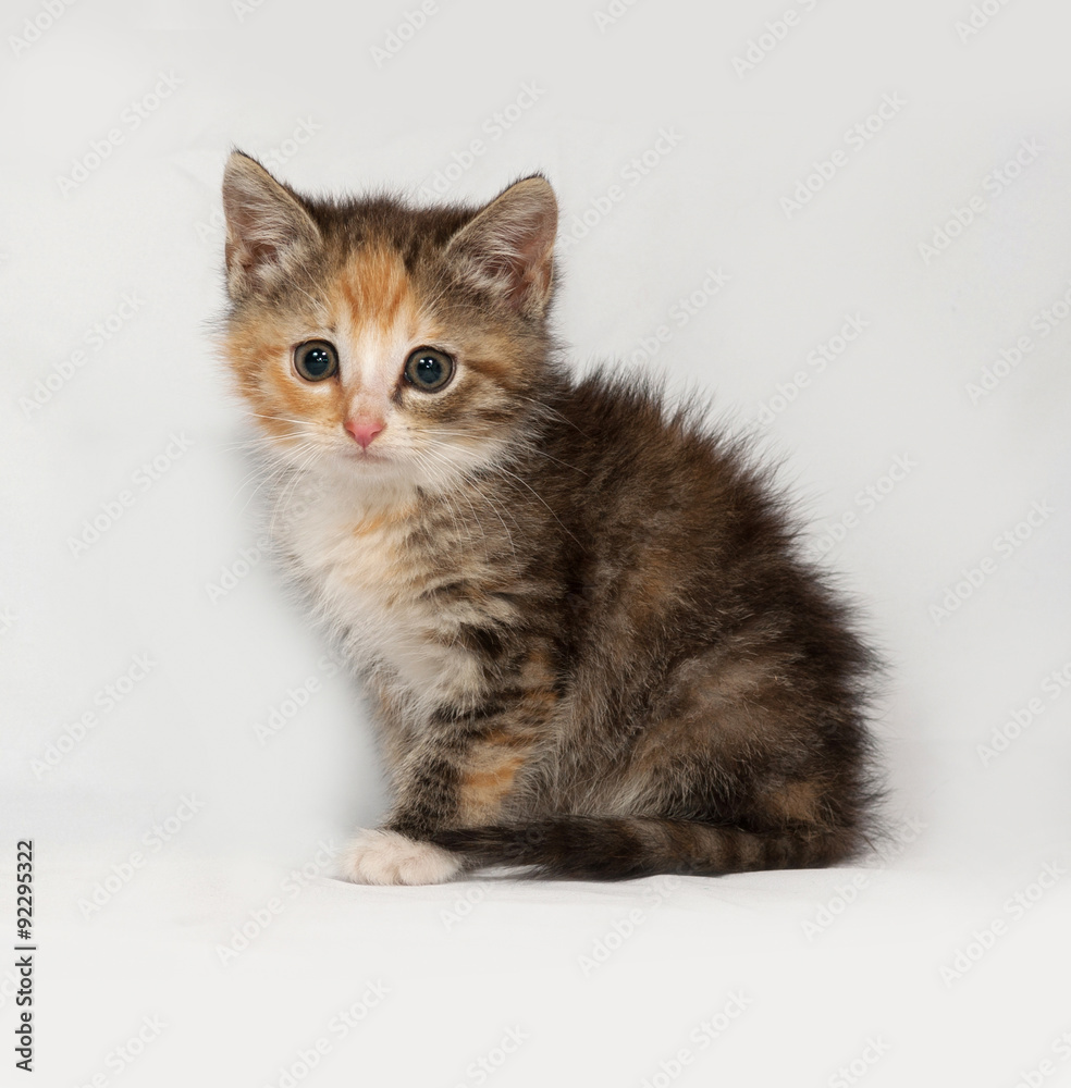 Tricolor fluffy kitten sitting on gray