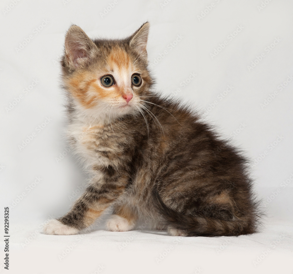 Tricolor fluffy kitten sitting on gray Tricolor fluffy kitten sitting on gray