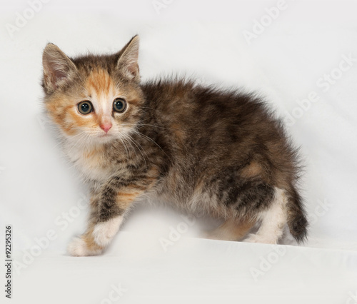 Tricolor fluffy kitten going on gray