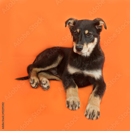 Black and yellow puppy lying on orange