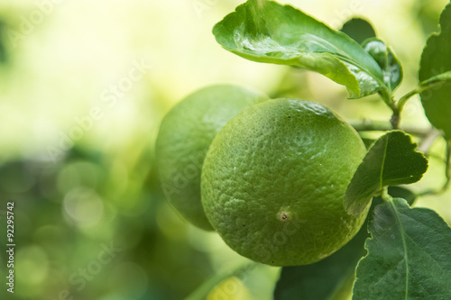 Wallpaper Mural Fresh lime green on the tree, thai lemon. Torontodigital.ca