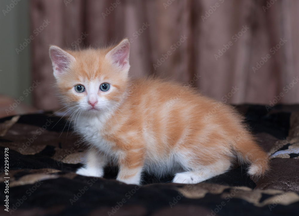Red and white fluffy kitten standing on bed Red and white fluffy kitten standing on bed
