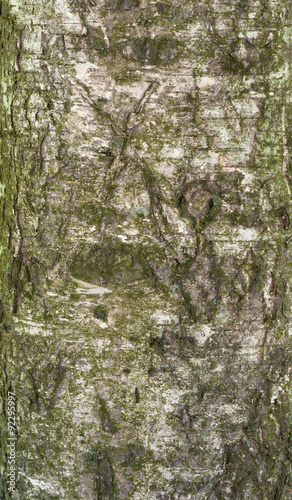 Texture of old birch tree bark with green moss
