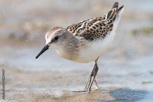 The little stint