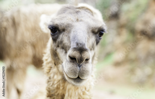 Wild llama © esebene