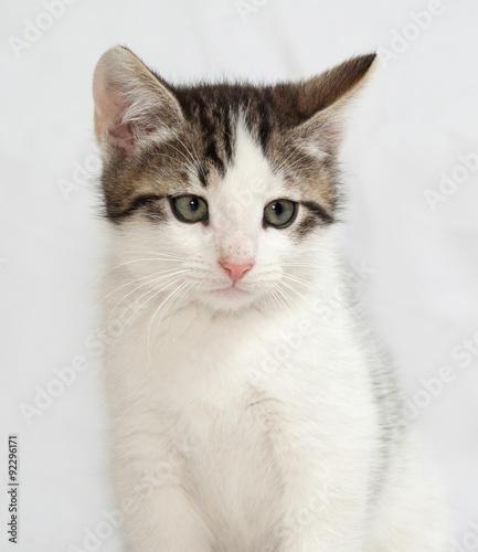 Striped and white kitten sitting on gray © Hanna Darzy